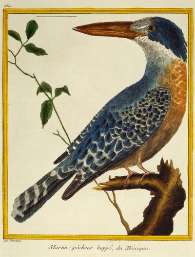 オオカワセミ（Megaceryle maxima）、Histoire naturelle des oiseauxより 作： Francois Nicolas Martinet