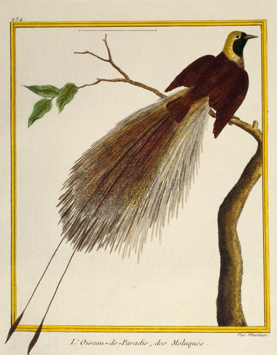 大極楽鳥（Paradisaea apoda）、Histoire naturelle des oiseauxより 作： Francois Nicolas Martinet