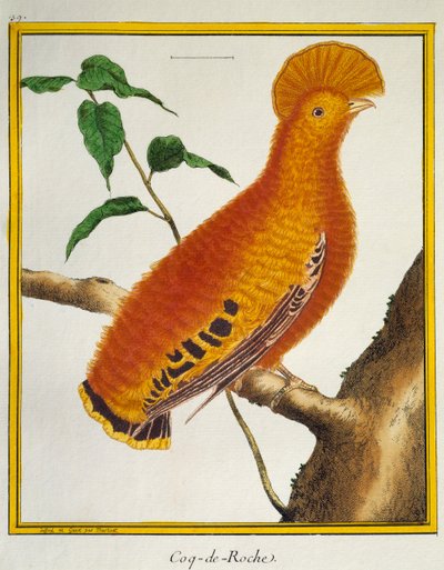 ギアナン・コック・オブ・ザ・ロック（Rupicola rupicola）、Histoire naturelle des oiseauxより 作： Francois Nicolas Martinet