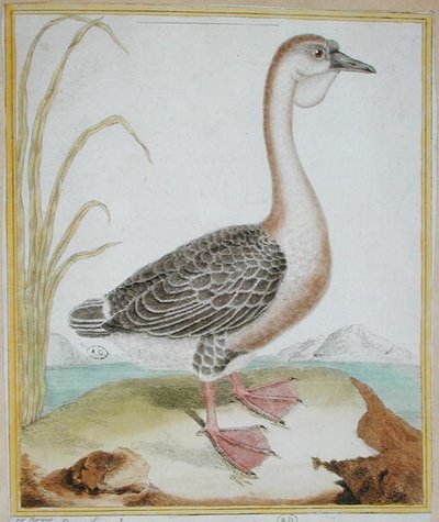 ジョルジュ・ド・ビュフォン（1707-88）の「鳥類の自然誌」（1777年刊）よりギニアダック（彩色版画 作： Francois Nicolas Martinet