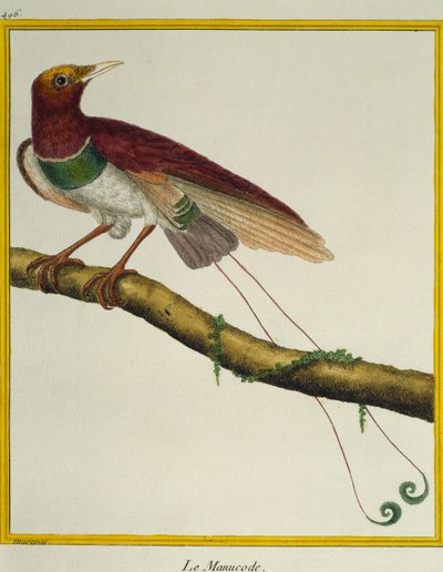 楽園の王様（Cicinnurus regius）、Histoire naturelle des oiseauxより 作： Francois Nicolas Martinet
