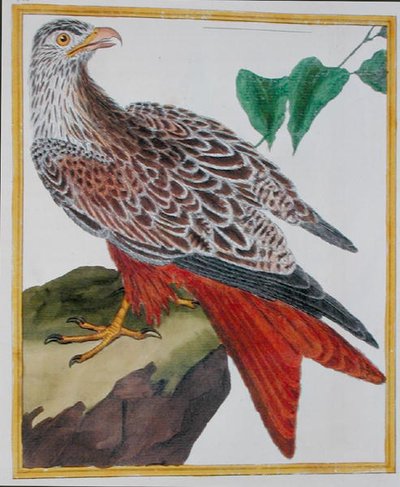 カイト（ジョルジュ・ド・ビュフォン（1707-88）著『鳥類の自然誌』より）1777年発行（彩色済みエングレーヴィング 作： Francois Nicolas Martinet