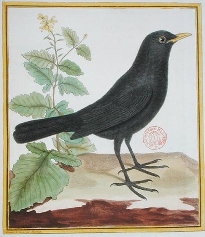 ジョルジュ・デュ・ビュフォン（1707-88）の「Histoire Naturelle des Oiseaux」（1777年刊）に登場するフレンチブラックバードのオス。 作： Francois Nicolas Martinet