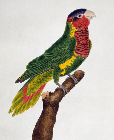 鳥類の自然史」に掲載されている「オーネート・ロリケイト（Trichoglossus ornatus）」。 作： Francois Nicolas Martinet