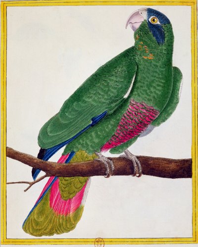 オウム、ジョルジュ・ド・ブフォン（1707-88）による「ヒストワールナチュレルデオワゾー」から1777年に出版 作： Francois Nicolas Martinet