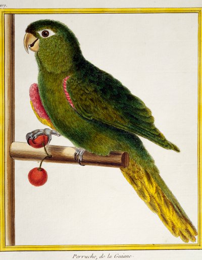 赤い肩のコンゴウインコ（Diopsittaca nobilis）、Histoire naturelle des oiseauxより 作： Francois Nicolas Martinet