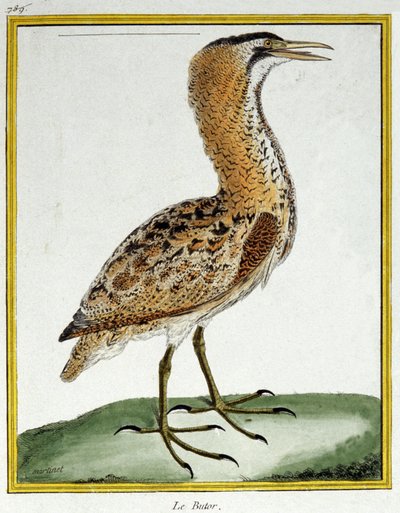 サイエンス。動物学です。にがり。フランソワ・ニコラ・マルティネによる「Histoire naturelle des oiseaux, by Georges Louis Leclerc de Buffon, France, c.1777 (colour engraving)」の中の版画。 作： Francois Nicolas Martinet