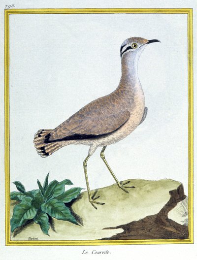 サイエンス動物学。クリーム色のクーサー。フランソワ・ニコラ・マルティネの版画。ジョルジュ・ルイ・ルクレール・ド・ビュフォン著『Histoire naturelle des oiseaux』、フランス、1777年頃（カラー印刷 作： Francois Nicolas Martinet