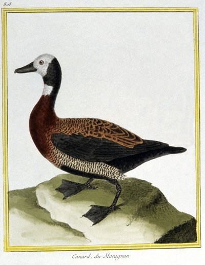 サイエンス。動物学です。Eurasion Wigeon。フランソワ・ニコラ・マルティネによる「Histoire naturelle des oiseaux, by Georges Louis Leclerc de Buffon, France, c.1777 (colour engraving)」の中の版画。 作： Francois Nicolas Martinet