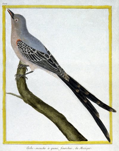 サイエンス動物学。メキシコのヒタキ。フランソワ・ニコラ・マルティネの版画。Histoire naturelle des oiseaux, Georges Louis Leclerc de Buffon, France, c.1777 (colour engraving) 作： Francois Nicolas Martinet