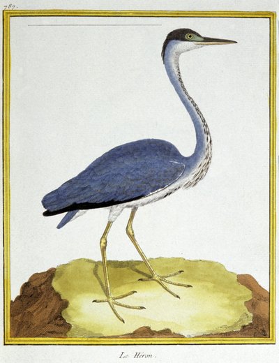 サイエンス。動物学です。ヘロン。フランソワ・ニコラ・マルティネによる「Histoire naturelle des oiseaux, by Georges Louis Leclerc de Buffon, France, c.1777 (colour engraving)」の中の版画。 作： Francois Nicolas Martinet