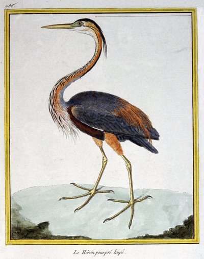 サイエンス。動物学です。ムラサキサギ。フランソワ・ニコラ・マルティネによる「Histoire naturelle des oiseaux, by Georges Louis Leclerc de Buffon, France, c.1777 (colour engraving)」の中の版画。 作： Francois Nicolas Martinet