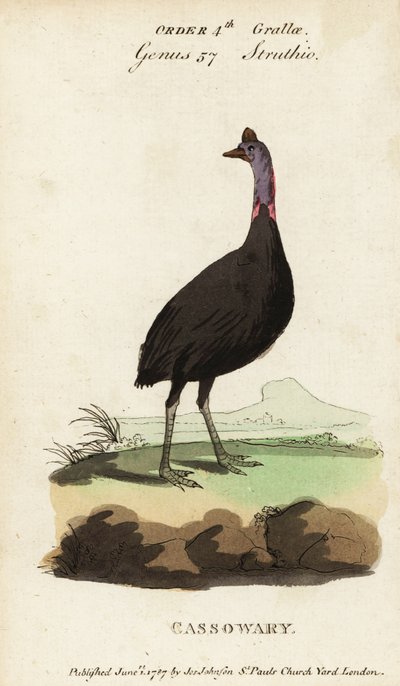 南ヒクイドリ、Casuarius casuarius 作： Francois Nicolas Martinet