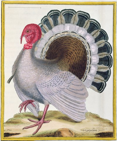 トルコ、ジョルジュ・ド・ブフォン（1707-88）による「ヒストワールナチュレルデオワゾー」から1777年に出版 作： Francois Nicolas Martinet