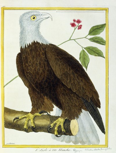 白頭鷲、1770年から1786年頃 作： Francois Nicolas Martinet