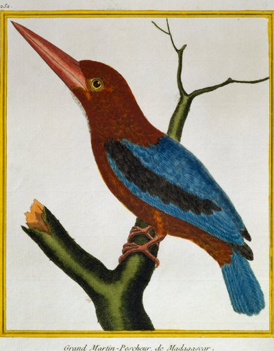 シロハタカワセミ（Halcyon smyrnensis）、Histoire naturelle des oiseauxより 作： Francois Nicolas Martinet
