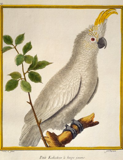 イエロー・クレスティド・コカトゥー（Cacatua sulphurea）、Histoire naturelle des oiseauxより 作： Francois Nicolas Martinet