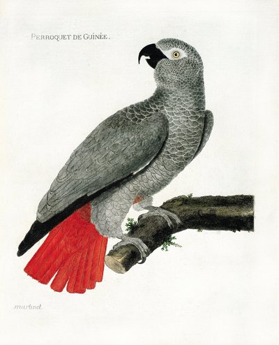 動物園（鳥類学）。枝にとまったギネのオウム（灰色オウム、psittacus erythacus）。フランソワ・ニコラ・マルティネ(1731-1800)の『外観と感覚で描かれた鳥類の歴史』の挿絵。個人蔵。 作： Francois Nicolas Martinet