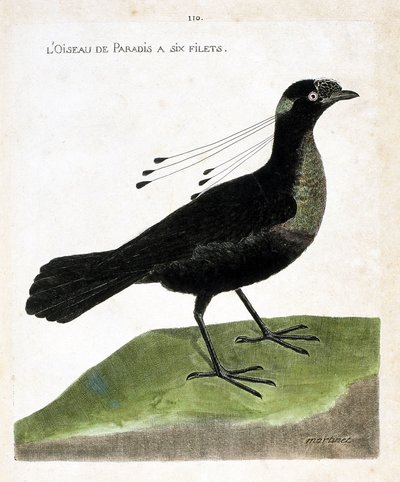 動物学委員会（鳥類学）：極楽鳥は6つの網を持っている（wahnes paradise or wahnesi patoria）。フランソワ・ニコラ・マルティネ（1731-1800）の『外観と感性で描かれた鳥類の歴史』の挿絵。個人蔵。 作： Francois Nicolas Martinet