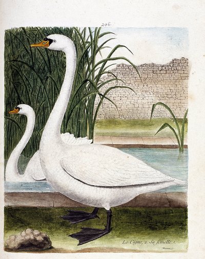 動物園ボード（鳥類学）：手前：白鳥、奥：そのメス（チューバー白鳥またはcygnus olor）。フランソワ・ニコラ・マルティネ（1731-1800）の「外観と感覚的な面で描かれた鳥類の歴史」の挿絵。個人蔵。 作： Francois Nicolas Martinet