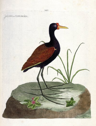 動物学委員会（鳥類学）：ジャカーナまたはサージャン（jacana noir または jacana jacaa）。フランソワ・ニコラ・マルティネ（1731-1800）の『外観と感覚で描かれた鳥類の歴史』の挿絵。個人蔵。 作： Francois Nicolas Martinet