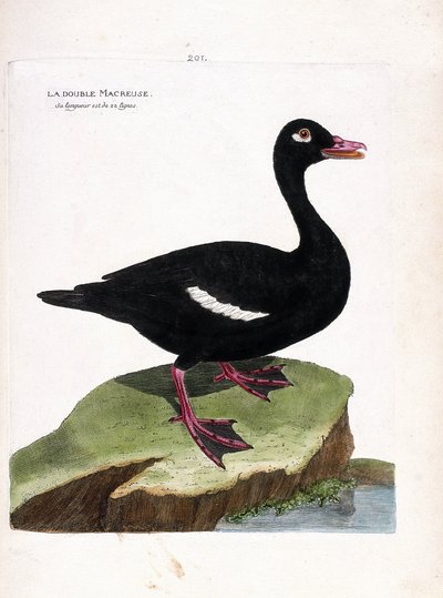 動物園ボード（鳥類学）：ダブルスコーター（茶色のスコーター、melanitta fusca）。フランソワ・ニコラ・マルティネ（1731-1800）の「外観と感覚的な面で描かれた鳥類の歴史」の挿絵。個人蔵。 作： Francois Nicolas Martinet