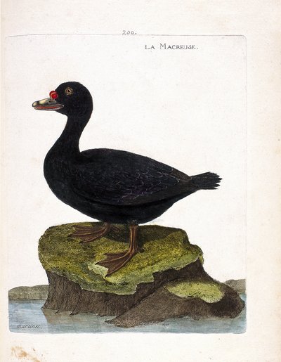動物学委員会（鳥類学）：スコーター（黒いスコーター、melanitta nigra）のこと。フランソワ・ニコラ・マルティネ（1731-1800）の「外観と感覚的な面で描かれた鳥類の歴史」の挿絵。個人蔵。 作： Francois Nicolas Martinet