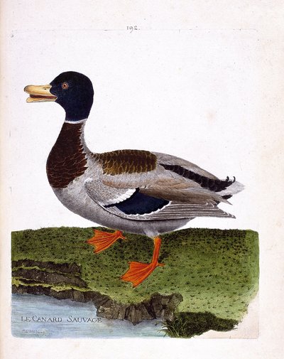 動物学委員会（鳥類学）：野鴨（マガモまたは anas platyrhynchos）。フランソワ・ニコラ・マルティネ（1731-1800）の「外観と感覚的な面で描かれた鳥類の歴史」の挿絵。個人蔵。 作： Francois Nicolas Martinet