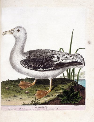 Zoological chart（鳥類学）。Albatros (Howler albatros or diomedea exulans).フランソワ・ニコラ・マルティネ（1731-1800）の『外観と感覚で描かれた鳥類の歴史』の挿絵。個人蔵。 作： Francois Nicolas Martinet