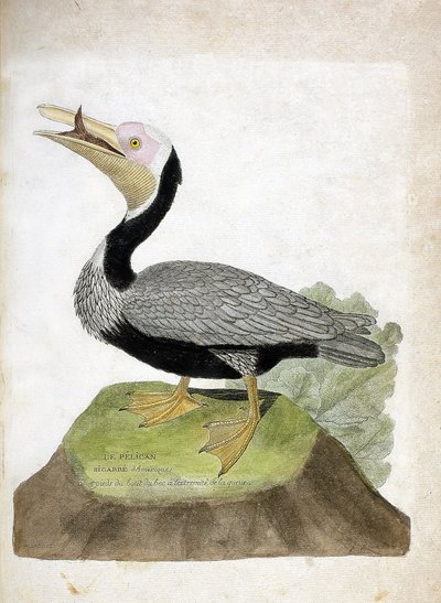 動物学的チャート（鳥類学）。American bigarre pelican (Pelican brown or pelecanus occidentalis).フランソワ・ニコラ・マルティネ（1731-1800）の『外観と感覚で描かれた鳥類の歴史』の挿絵。個人蔵。 作： Francois Nicolas Martinet