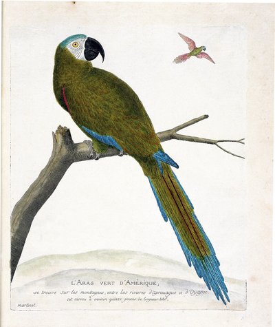 動物学的チャート（鳥類学）。枝にとまったアメリカアオジ（Ara vert or ara severa）。フランソワ・ニコラ・マルティネ（1731-1800）の『外観と感覚で描かれた鳥類の歴史』の挿絵。個人蔵。 作： Francois Nicolas Martinet