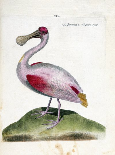 動物学的チャート（鳥類学）。アメリカのヘラ（ピンクのヘラまたはplatalea ajaja）。フランソワ・ニコラ・マルティネ（1731-1800）の「外観と感覚で描かれた鳥類の歴史」の図版。個人蔵。 作： Francois Nicolas Martinet