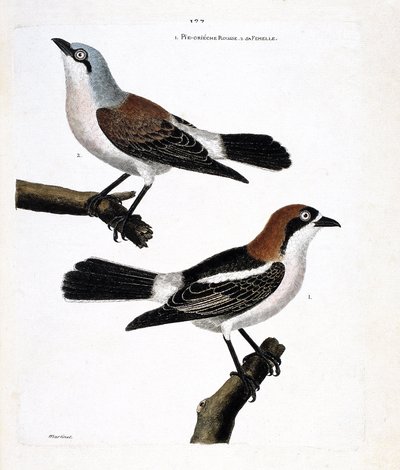 動物図鑑（鳥類学）。下：上の枝にいる赤毛のグリコ（lanius senator）とそのメス（grieche ecorcheur or lanius collurio）の様子 作： Francois Nicolas Martinet