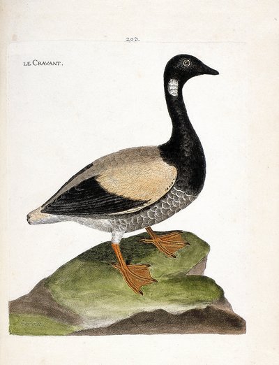 動物学的チャート（鳥類学）。ブラント（brant or branta bernicla）。フランソワ・ニコラ・マルティネ(1731-1800)の『外観と感覚で描かれた鳥類の歴史』の挿絵。個人蔵。 作： Francois Nicolas Martinet