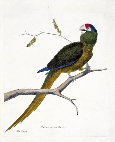 動物学的チャート（鳥類学）。枝にとまったブラジリアンパラキート（赤毛のコニュア、aratinga canicularis）。フランソワ・ニコラ・マルティネ(1731-1800)の『外観と感覚で描かれた鳥類の歴史』の挿絵。個人蔵 作： Francois Nicolas Martinet