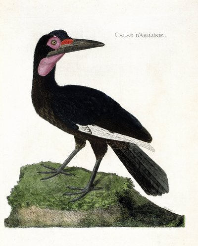 動物学的チャート（鳥類学）。Calao d