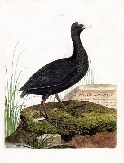 動物学的チャート（鳥類学）。Coot or Moselle（Macroule cot or fulica atra）。フランソワ・ニコラ・マルティネ（1731-1800）の「外観と感覚で描かれた鳥類の歴史」の図版。個人蔵。 作： Francois Nicolas Martinet