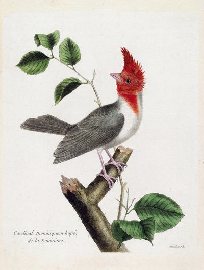 動物学的チャート（鳥類学）。枝にとまったドミニカ共和国のカージナル・ヒューペ（parare huppe or paroaria coronata）。フランソワ・ニコラ・マルティネ（1731-1800）の「外観と感覚で描かれた鳥類の歴史」の図版。個人蔵 作： Francois Nicolas Martinet