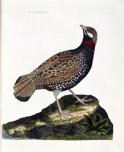 動物学的チャート（鳥類学）。フランコリン（francolin noirまたはfrancolinus francolinus）。フランソワ・ニコラ・マルティネ(1731-1800)の『外観と感覚で描かれた鳥類の歴史』の挿絵。個人蔵。 作： Francois Nicolas Martinet