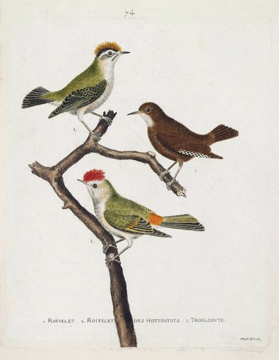 動物学的チャート（鳥類学）。上から順に、枝に乗ったロイトレット（三重の包帯、regulus ignicapilla）、トロトロ（かわいいトロトロ、troglodyte）、ホッテントットのロイトレット（ルビーの冠）。Theiで描かれた鳥類の歴史」のイラスト 作： Francois Nicolas Martinet