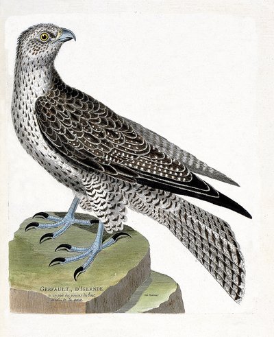 動物学的チャート（鳥類学）。アイスランドのゲルフォール（ゲルフォールのハヤブサまたはfalco rusticolus）。フランソワ・ニコラ・マルティネ（1731-1800）の「外観と感覚的な面で描かれた鳥類の歴史」の図版。個人蔵。 作： Francois Nicolas Martinet