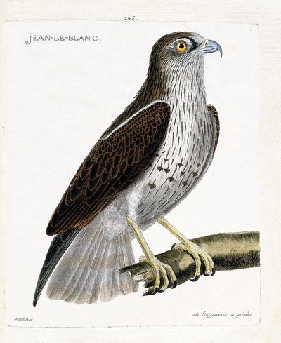 動物学的チャート（鳥類学）。枝の上のJean-le-BlancまたはJean le Blanc（circaete Jean Le Blancまたはcircaetus gallicus）。フランソワ・ニコラ・マルティネ（1731-1800）の「外観と感覚的な面で描かれた鳥類の歴史」の挿絵 作： Francois Nicolas Martinet