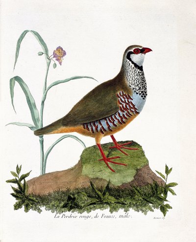 動物学的チャート（鳥類学）。La partridge rouge de France, male (red partridge or alectoris rufa).フランソワ・ニコラ・マルティネ（1731-1800）の『外観と感覚で描かれた鳥類の歴史』の挿絵。個人蔵。 作： Francois Nicolas Martinet