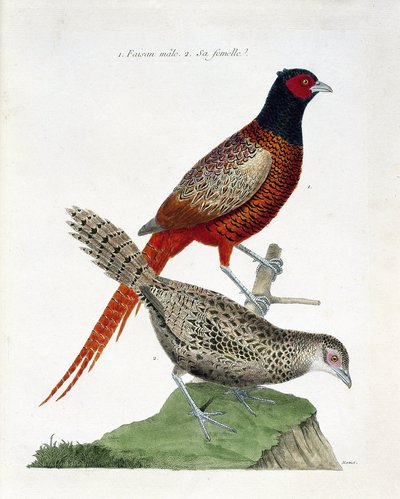 動物園図（鳥類学）。オスのキジとメスのキジ（Phasianus colchicus）。フランソワ・ニコラ・マルティネ（1731-1800）の『外観と感覚で描かれた鳥類の歴史』の挿絵。個人蔵。 作： Francois Nicolas Martinet