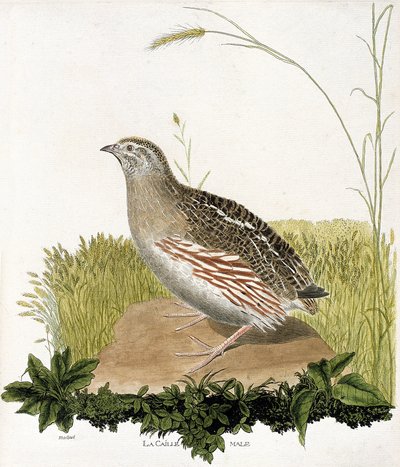 動物学的チャート（鳥類学）。雄のウズラ（ble quail or coturnix coturnix）。フランソワ・ニコラ・マルティネ（1731-1800）の『外観と感覚で描かれた鳥類の歴史』の挿絵。個人蔵。 作： Francois Nicolas Martinet