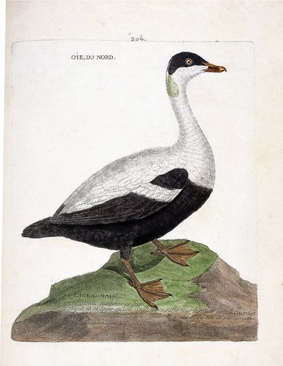 動物学的なチャート（鳥類学）。北のガチョウまたはアイダー・マル（Eider a duvet or somateria mollissima）。フランソワ・ニコラ・マルティネ（1731-1800）の『外観と感覚で描かれた鳥類の歴史』の挿絵。個人蔵。 作： Francois Nicolas Martinet