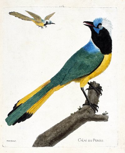 動物学的チャート（鳥類学）。枝にとまったペルー・ジェイ（ミドリカケス、cyanocorax yncas）。フランソワ・ニコラ・マルティネ（1731-1800）による「外観と感覚で描かれた鳥類の歴史」の図版。個人蔵。 作： Francois Nicolas Martinet