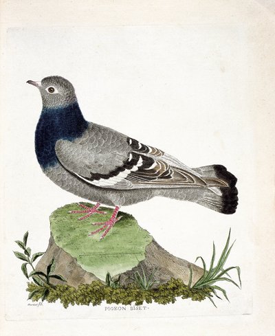 動物学的チャート（鳥類学）。キジバトのビセット（Columbia livia）。フランソワ・ニコラ・マルティネ（1731-1800）の『外観と感覚で描かれた鳥類の歴史』の挿絵。個人蔵。 作： Francois Nicolas Martinet