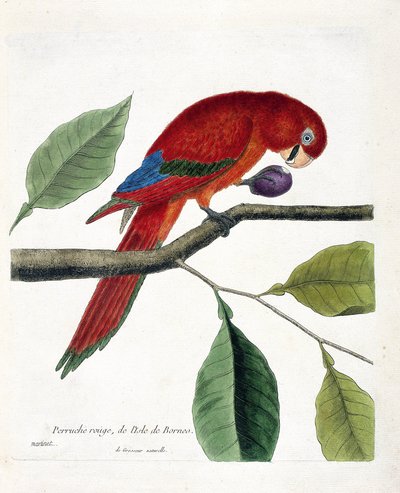 動物学的チャート（鳥類学）。ボルネオ島のアカハラインコ（Great eclectus or eclectus roratus）。フランソワ・ニコラ・マルティネ(1731-1800)の『外観と感覚で描かれた鳥類の歴史』の挿絵。個人蔵 作： Francois Nicolas Martinet