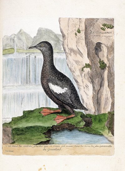 動物学的チャート（鳥類学）。シマダヒヨドリ（MirreletまたはCepphus grid）。フランソワ・ニコラ・マルティネ（1731-1800）の「外観と感覚で描かれた鳥類の歴史」の図版。個人蔵。 作： Francois Nicolas Martinet